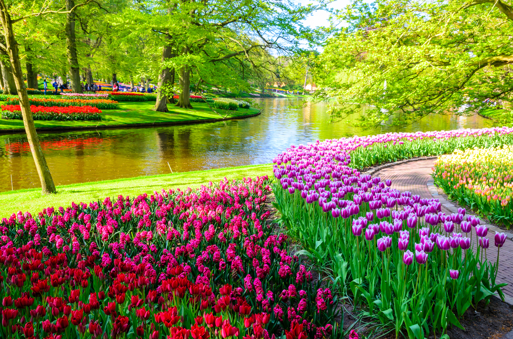 beautiful field of colorful tulips, next to a little waterway surrounded by trees. 