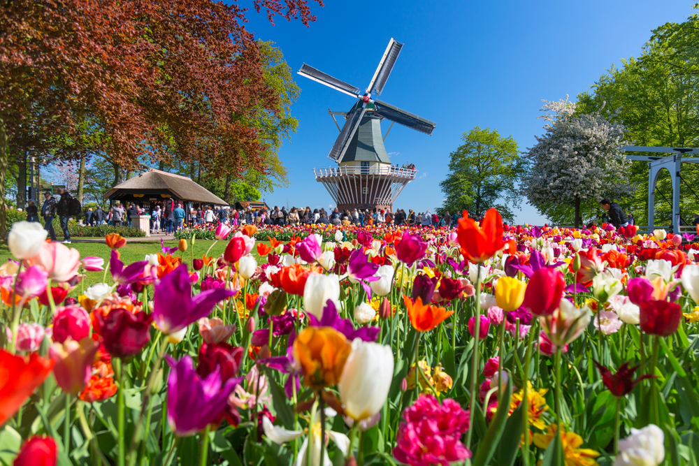 A big group of people the distance at Keukenhof, looking at a big windmill