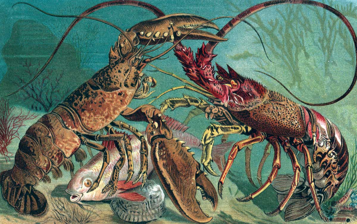 The Homarus and the European spiny lobster. Engraving from Brehm’s Life of Animals, by Alfred Edmund Brehm, late 19th century © Bridgeman Images.