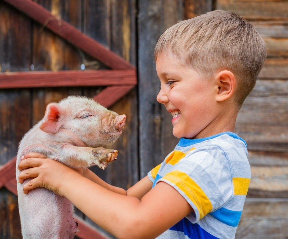 Boy at a petting zoo with a pig.