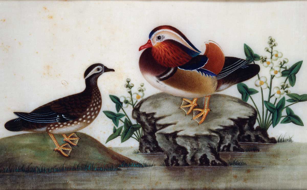 Ducks and Flowering Water Plants by a Pond, pith paper painting by Sunqua, c.1820. Alamy.