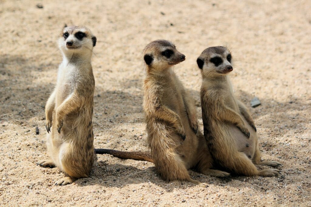 Spot the meerkats and other things to do with kids in Melbourne.