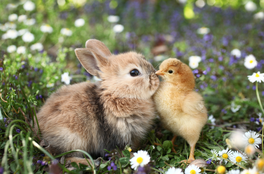 Easter bunny and chick